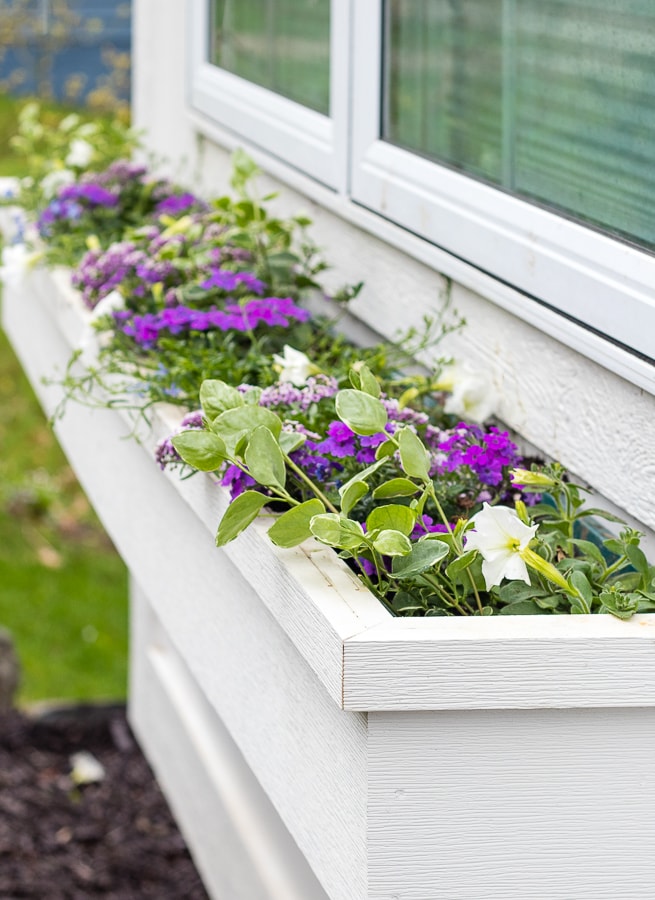 A window box filled with flowers
