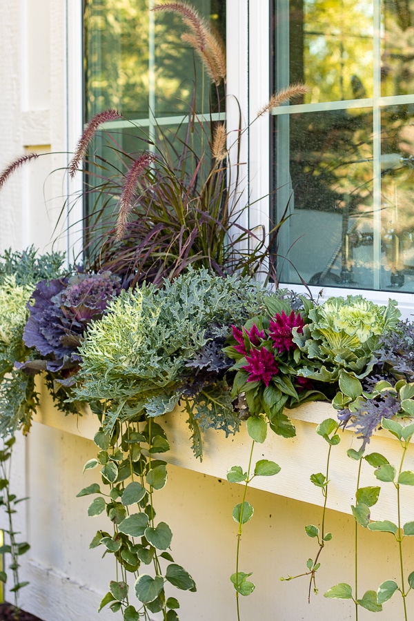 Flowers planted in a window box